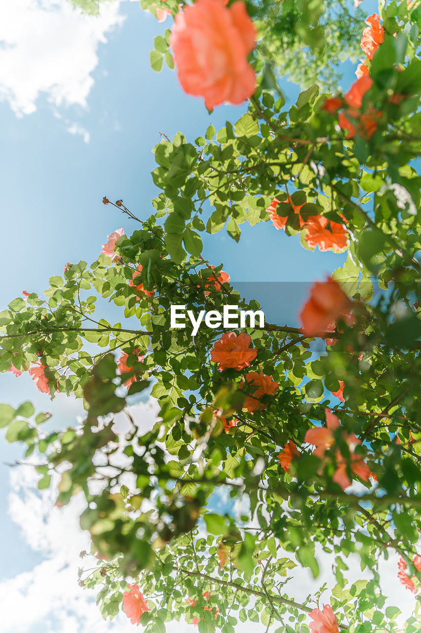 plant, tree, nature, food and drink, fruit, food, healthy eating, sky, leaf, plant part, growth, freshness, flower, low angle view, cloud, beauty in nature, no people, branch, outdoors, day, produce, sunlight, fruit tree, rowan, blossom, green, wellbeing, agriculture, red, summer