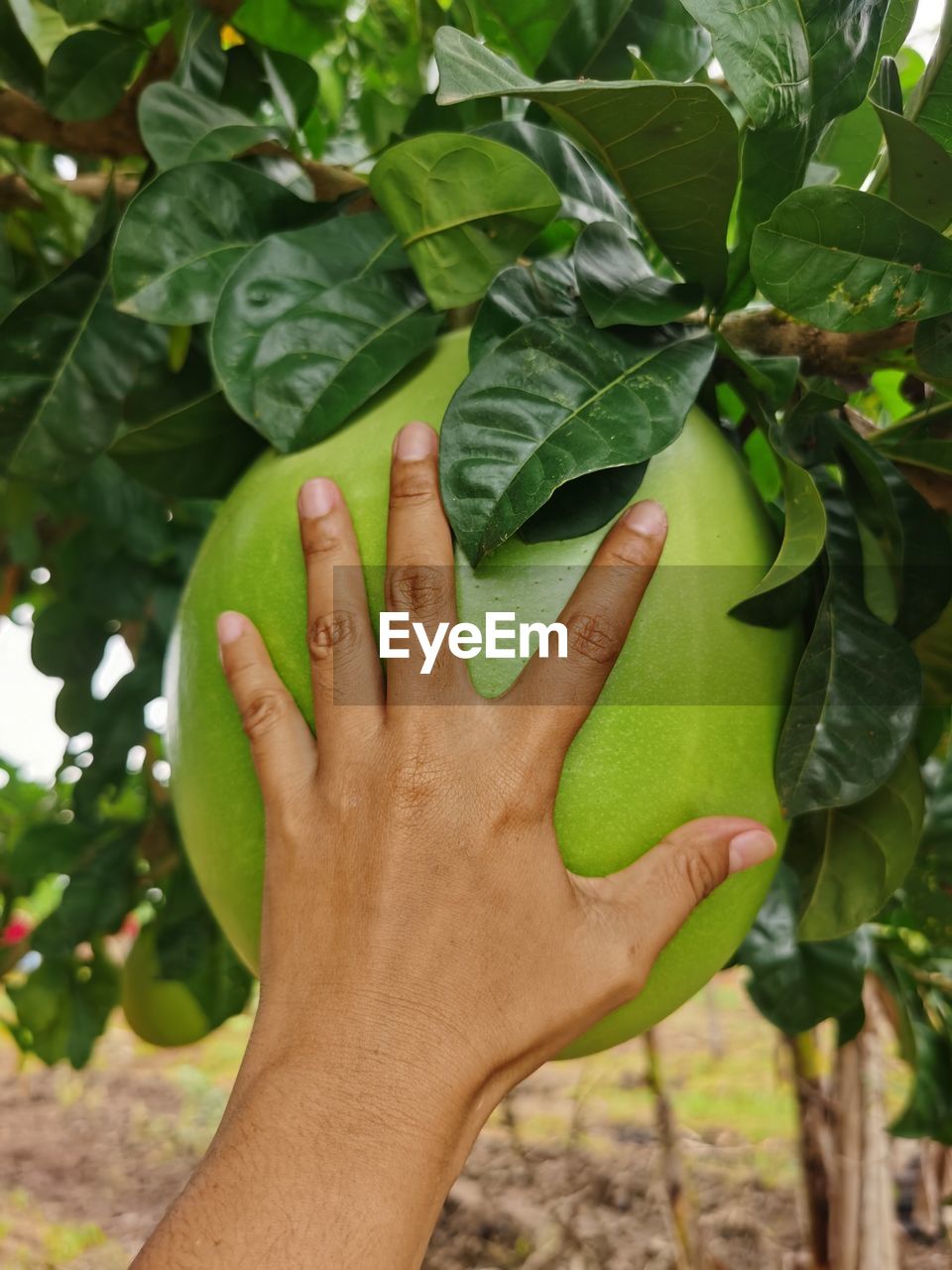 hand, leaf, plant part, plant, food, produce, food and drink, green, healthy eating, growth, fruit, flower, one person, tree, nature, freshness, close-up, adult, day, holding, wellbeing, finger, lifestyles, outdoors, agriculture, touching, human limb, women