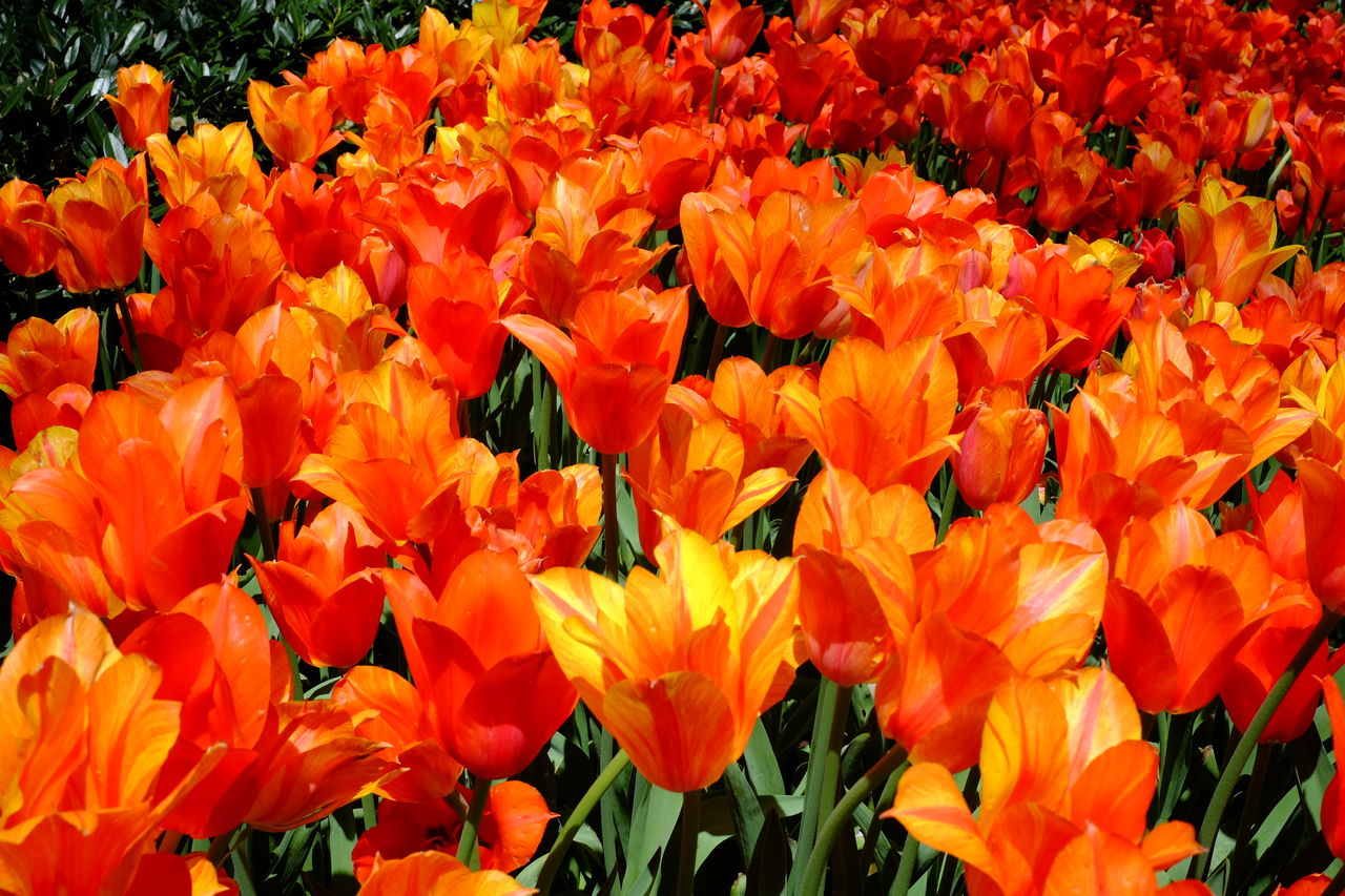 Close-up of orange flowers blooming in field