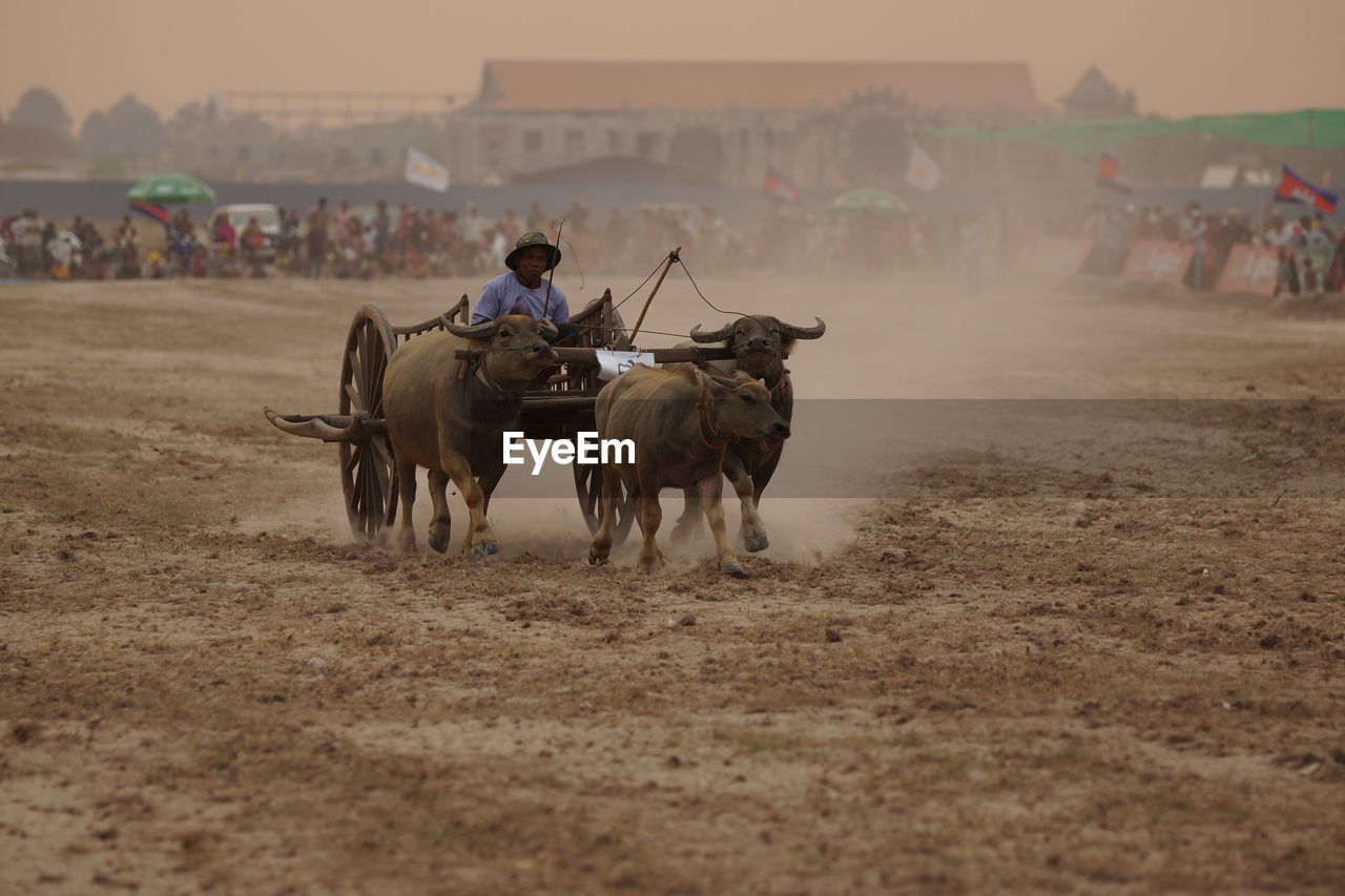 PEOPLE RIDING HORSE ON FIELD