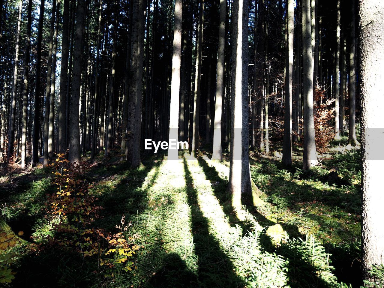 PANORAMIC SHOT OF TREES IN FOREST