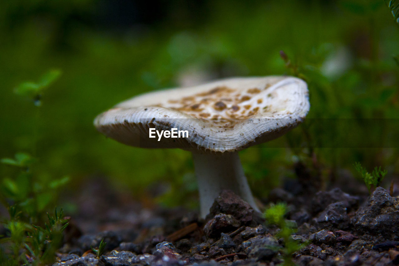 Close-up of mushroom growing on land