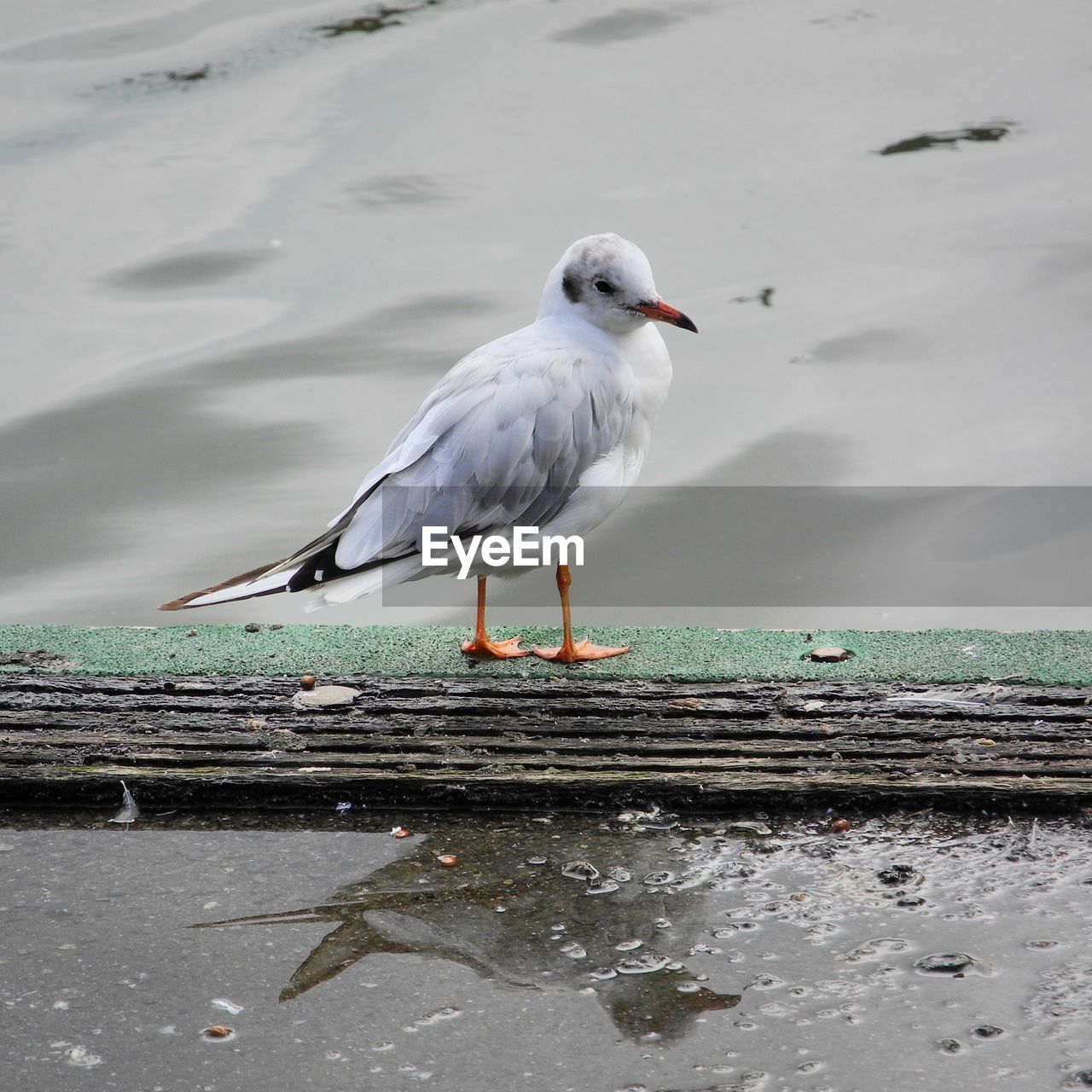 bird, animal themes, animal, animal wildlife, wildlife, one animal, gull, water, sea, seabird, seagull, beak, nature, wing, beach, full length, no people, perching, reflection, day, outdoors, european herring gull, water bird, land