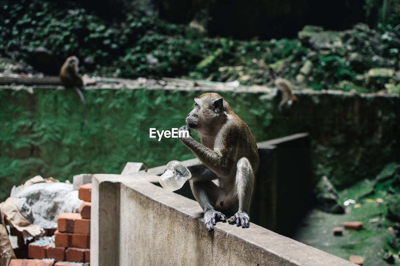 Monkey sitting on stone wall