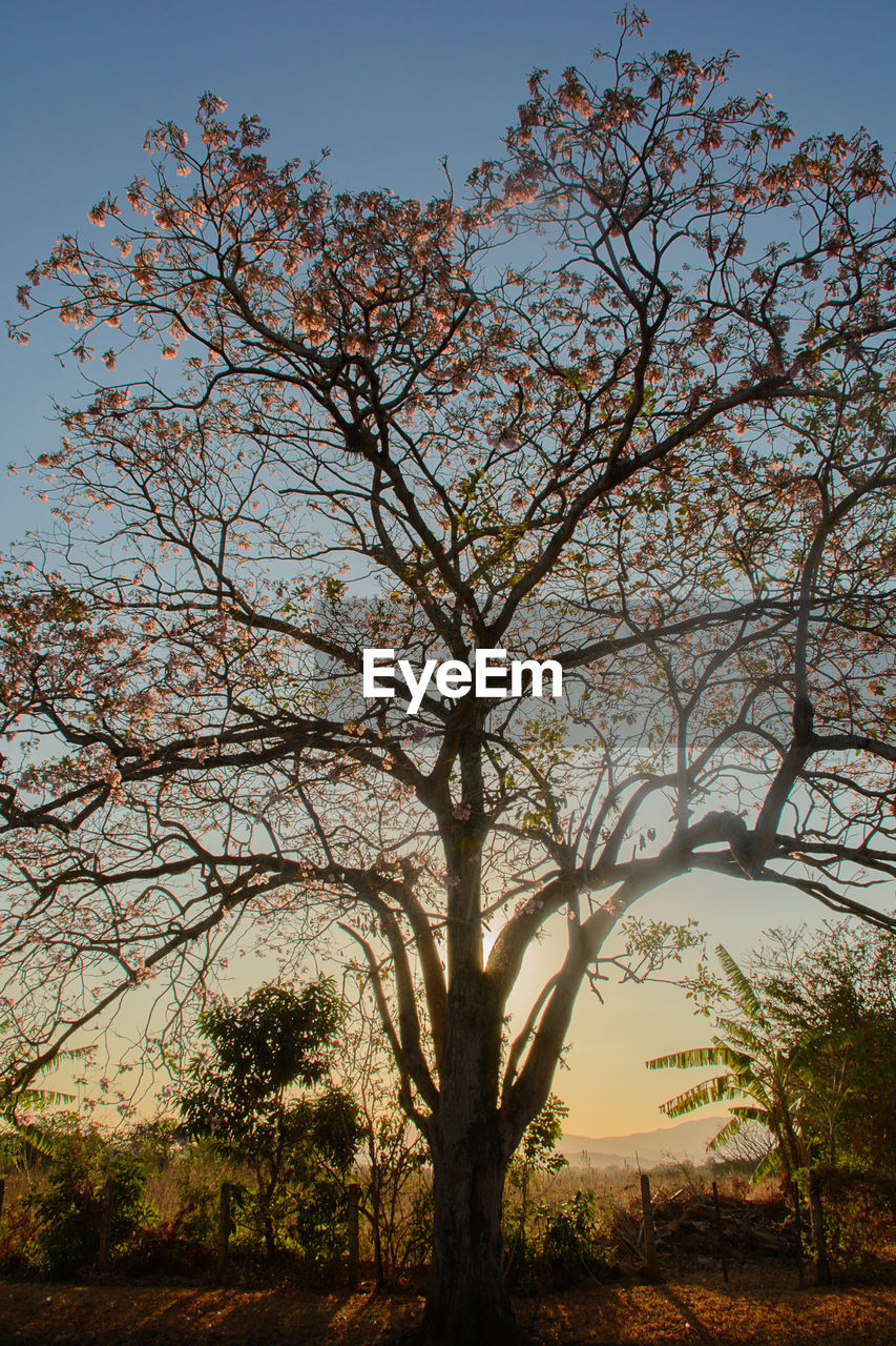 LOW ANGLE VIEW OF FLOWERING TREE AGAINST SKY