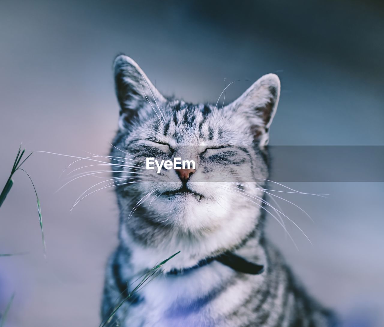 Close-up of cat sitting on field with eyes closed