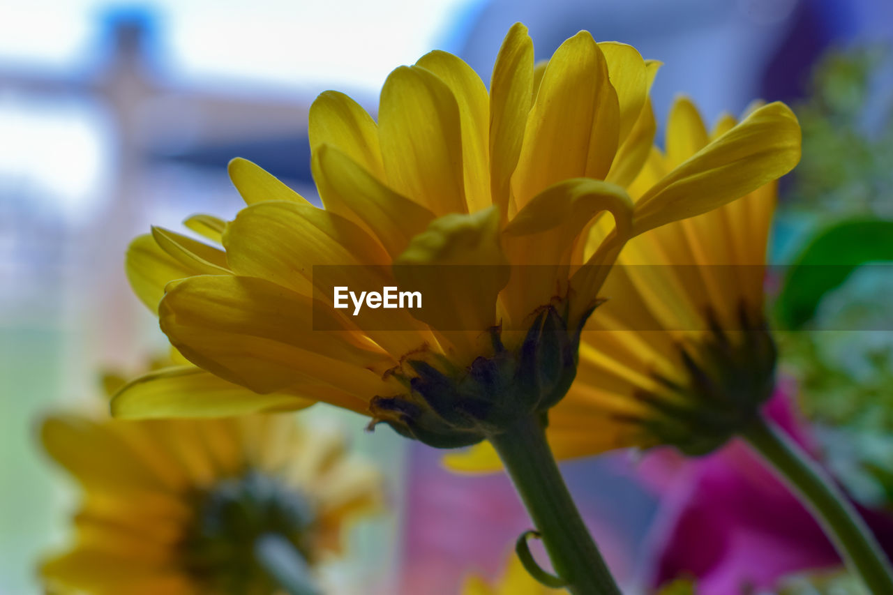 CLOSE-UP OF YELLOW FLOWERING PLANTS