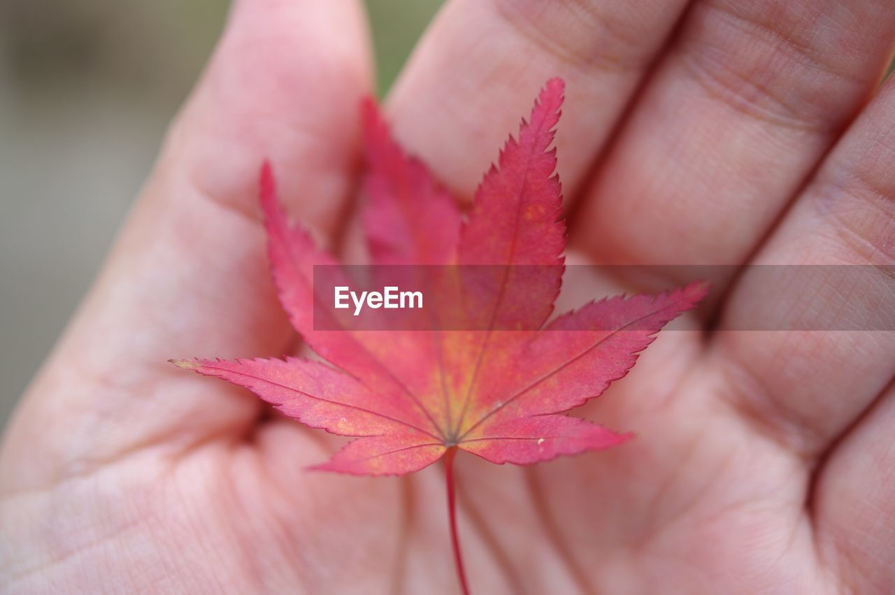 Close-up of hand holding pink leaf