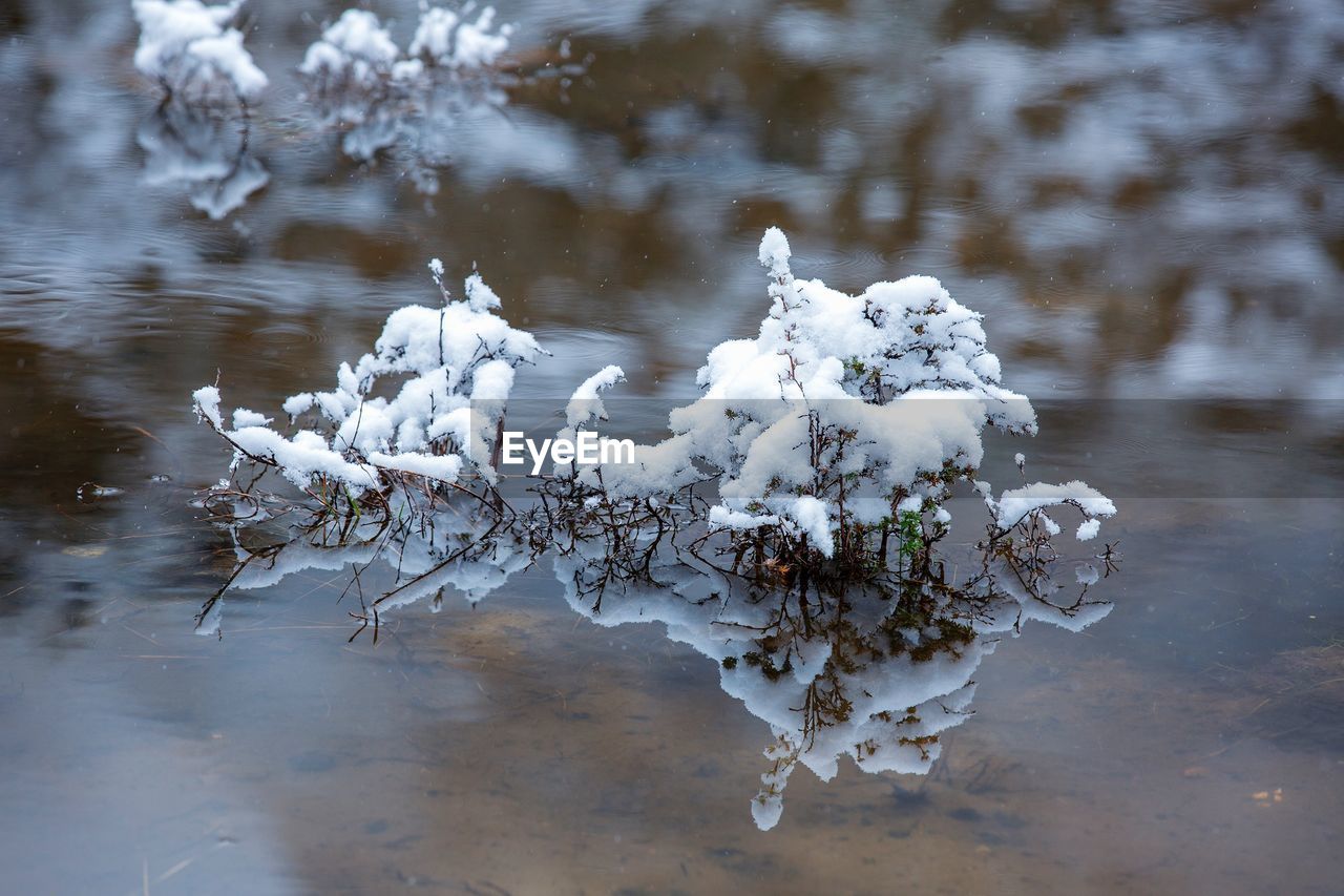 Close-up of frozen plant on lake during winter