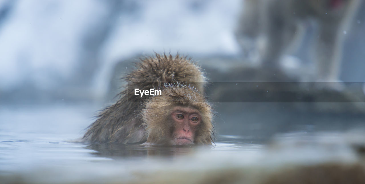 Snow monkey in a hot spring, nagano, japan.