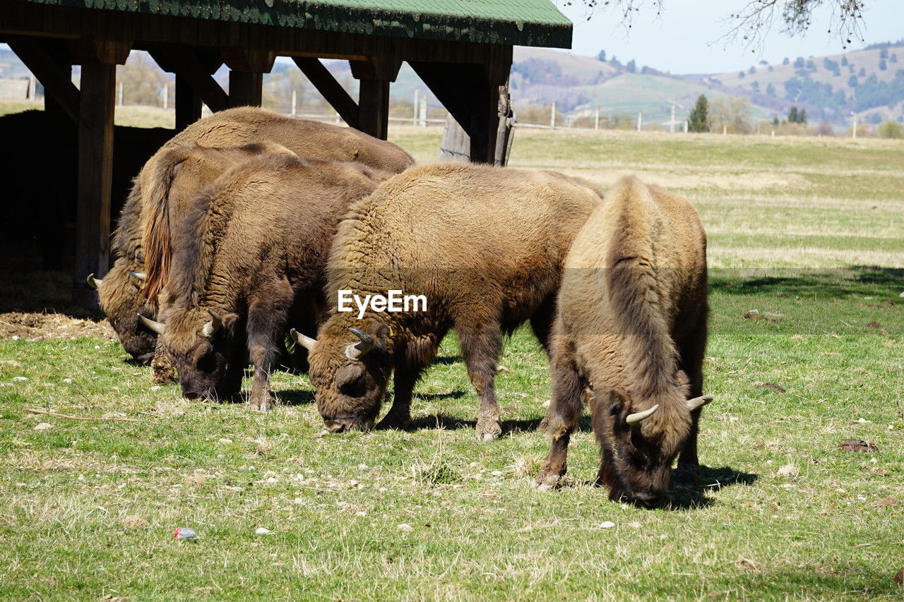 animal, animal themes, mammal, grass, grazing, domestic animals, livestock, pasture, agriculture, field, wildlife, plant, group of animals, animal wildlife, nature, land, herd, no people, cattle, bison, landscape, pet, day, plain, rural area, environment, outdoors, american bison, rural scene, eating