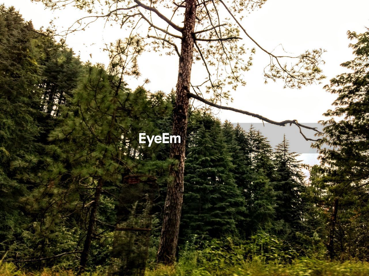 LOW ANGLE VIEW OF TREES IN FOREST