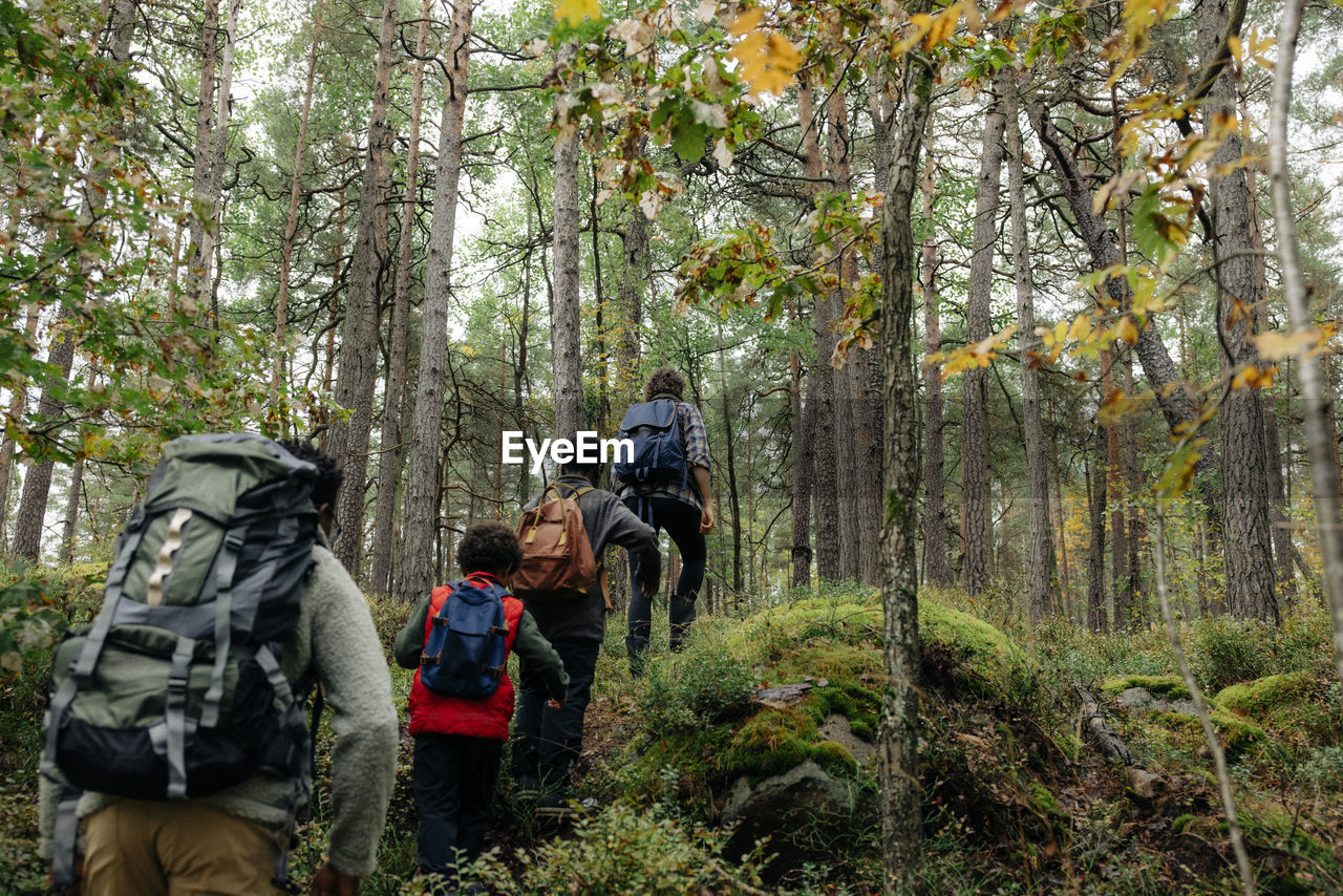 Rear view of family hiking together in forest during vacation