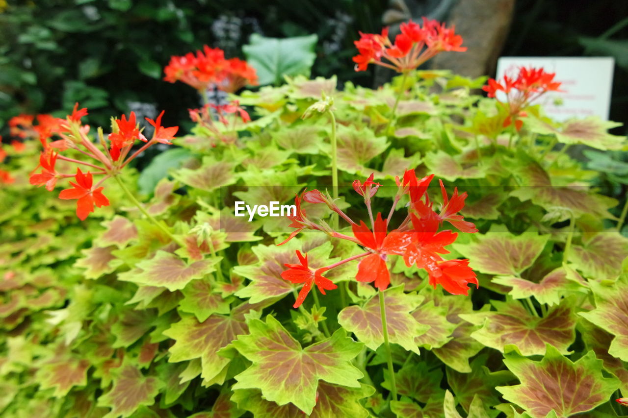 Flowers and leaves growing in lawn