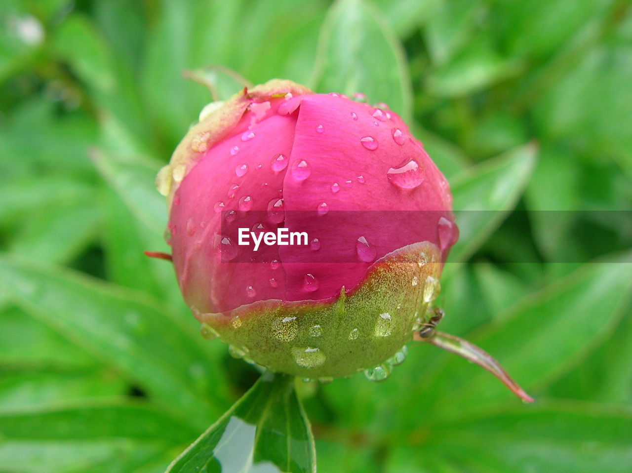 CLOSE-UP OF WET PINK FLOWER OUTDOORS