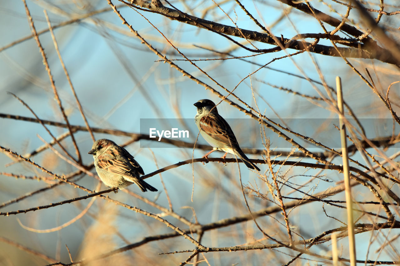 BIRD PERCHING ON A TREE