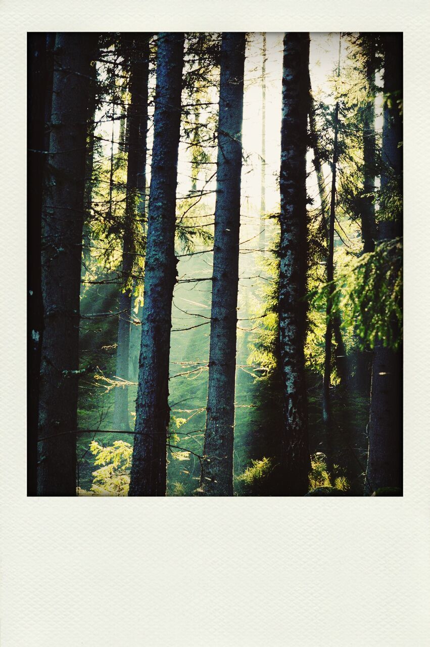 TREES IN THE FOREST