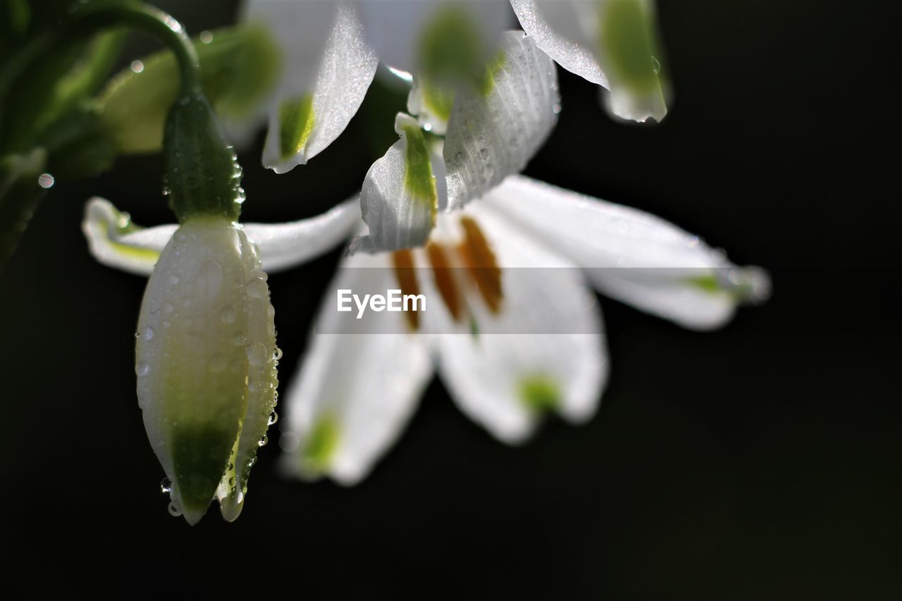 CLOSE-UP OF FLOWER WITH DEW DROPS