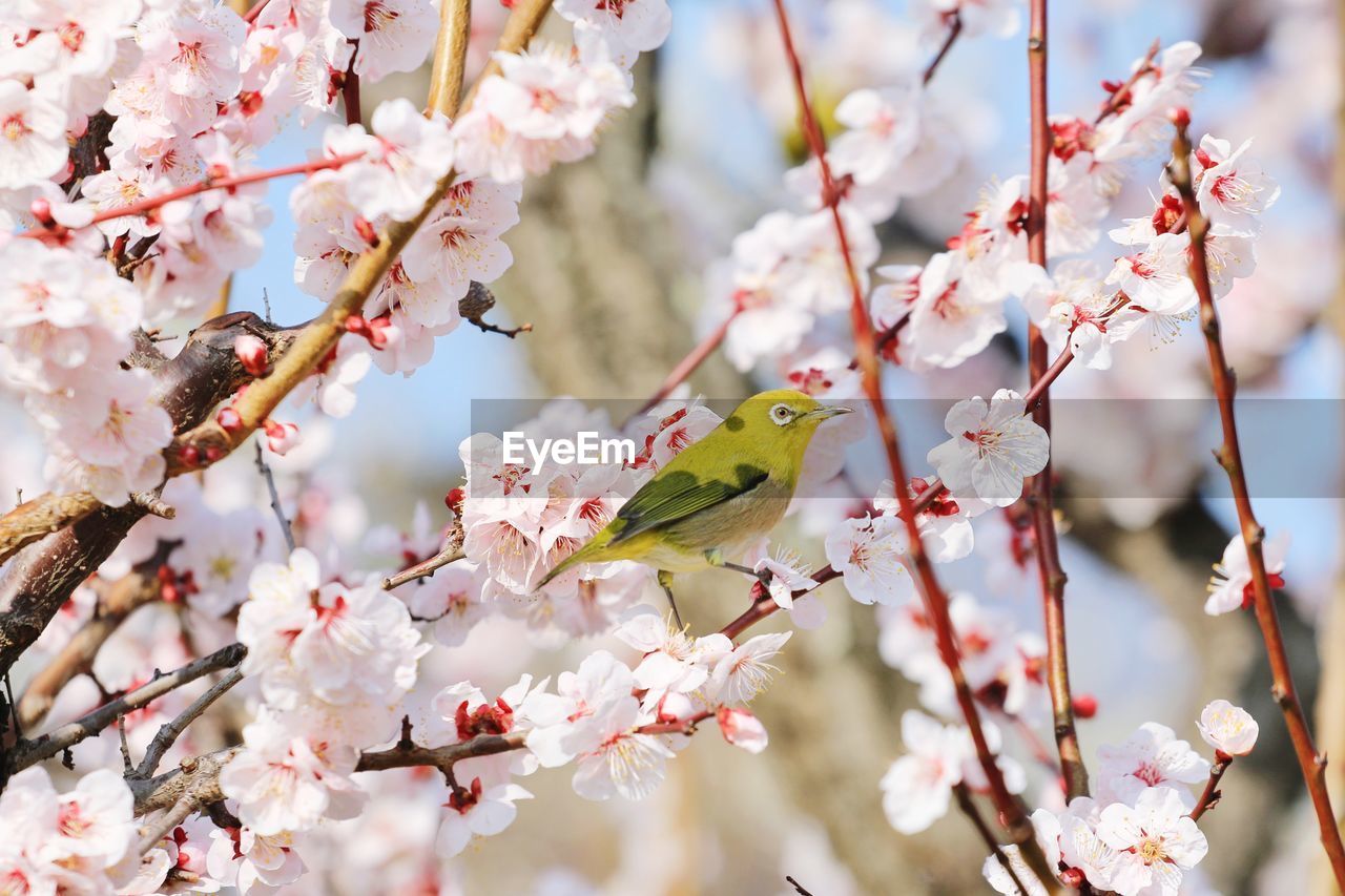 CLOSE-UP OF CHERRY BLOSSOM FROM TREE