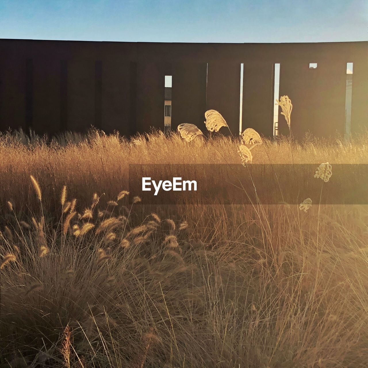 PLANTS GROWING IN FIELD