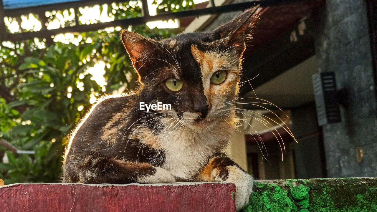 CLOSE-UP PORTRAIT OF A CAT OUTDOORS