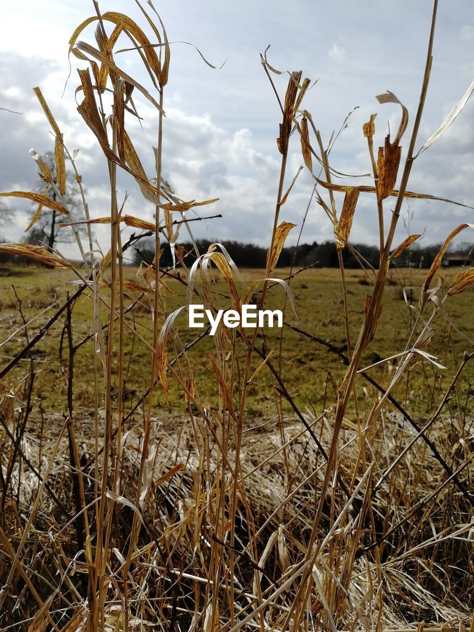 CLOSE-UP OF PLANTS GROWING IN FIELD AGAINST SKY