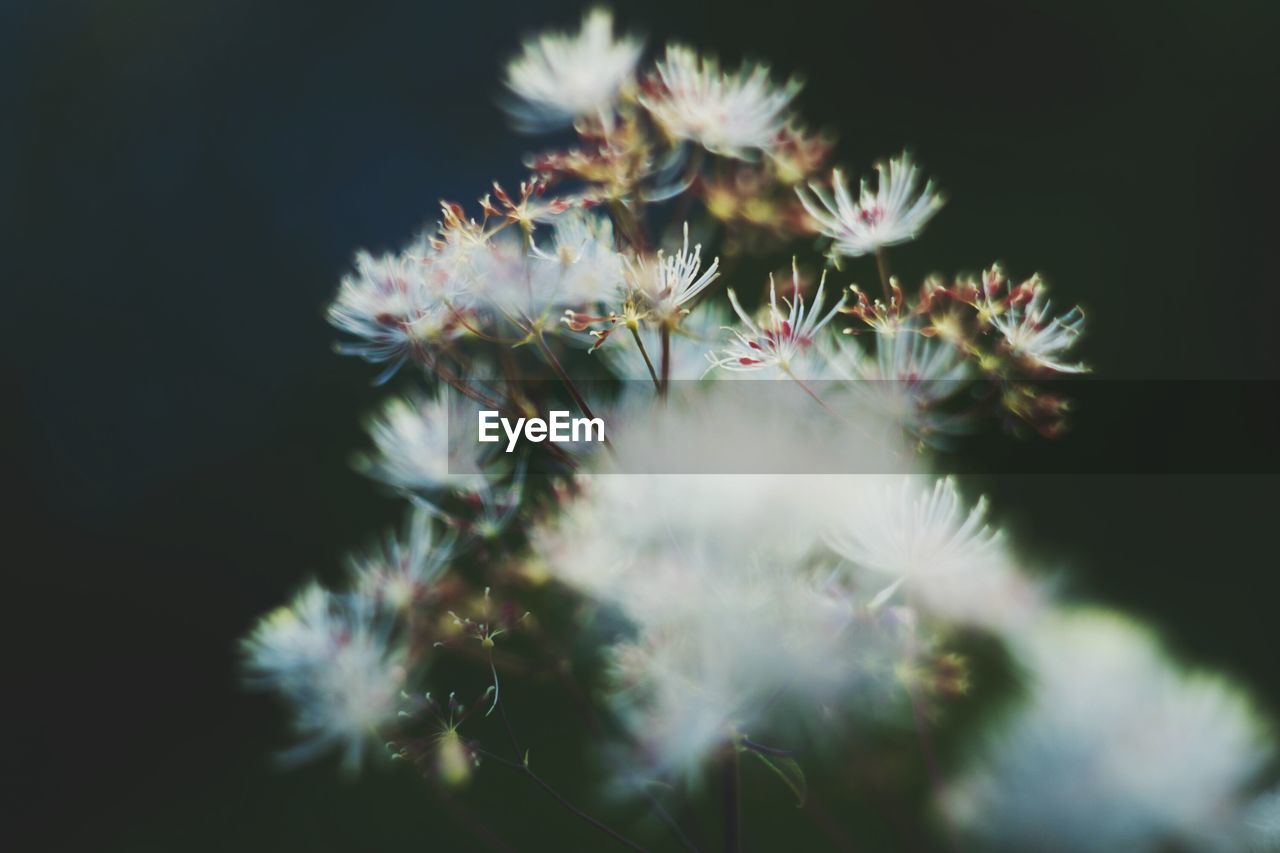 Close-up of flowers over black background