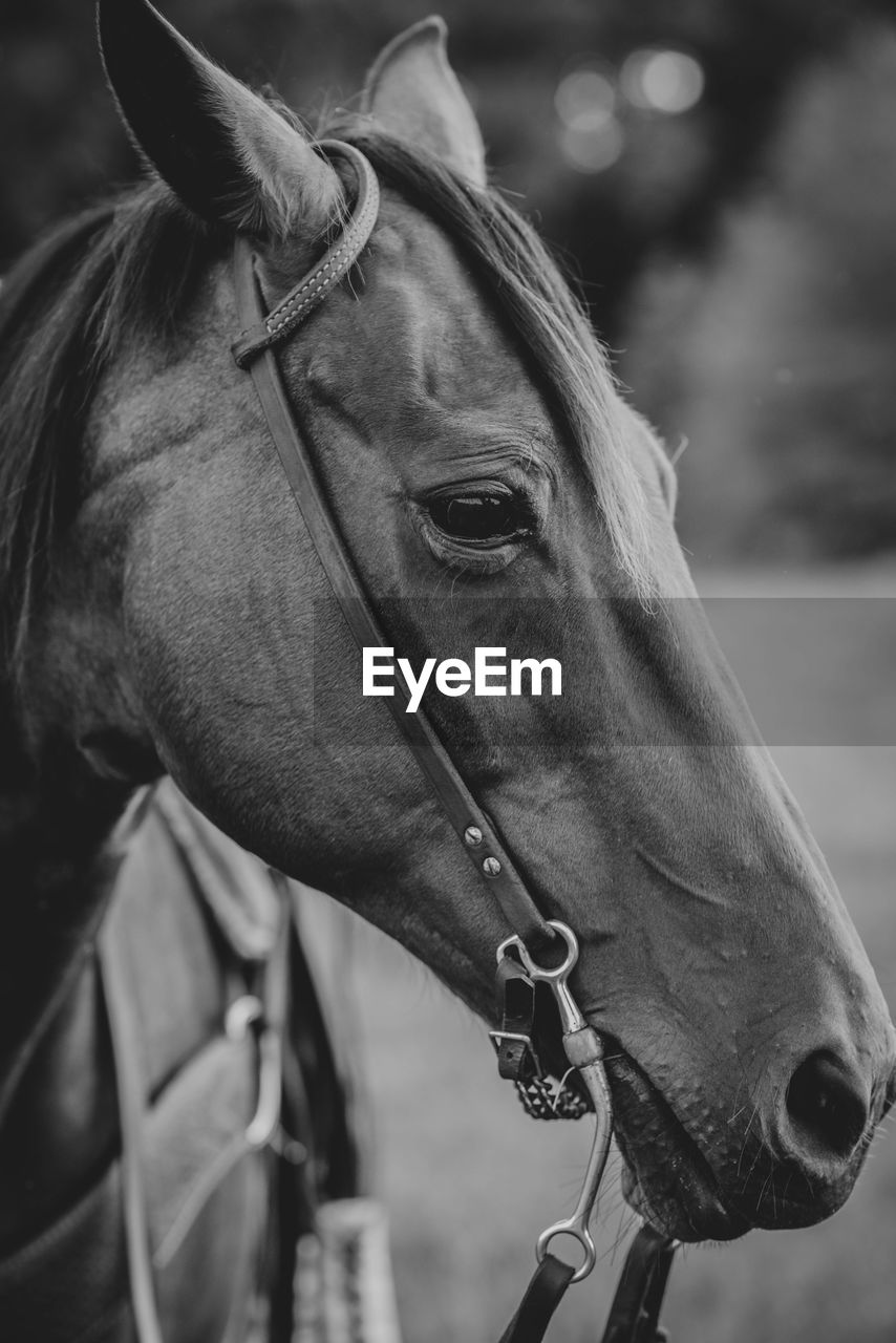 Close-up of horse in black and white 