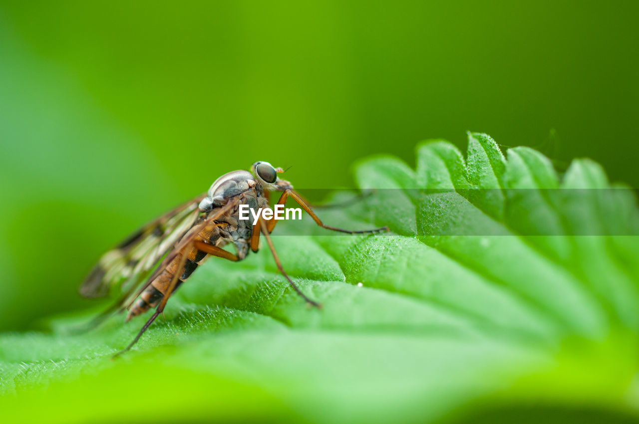 Close-up of insect on leaf