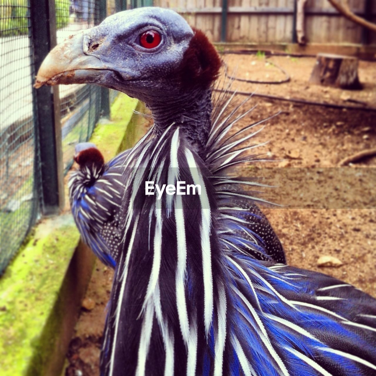 Close-up of bird in zoo