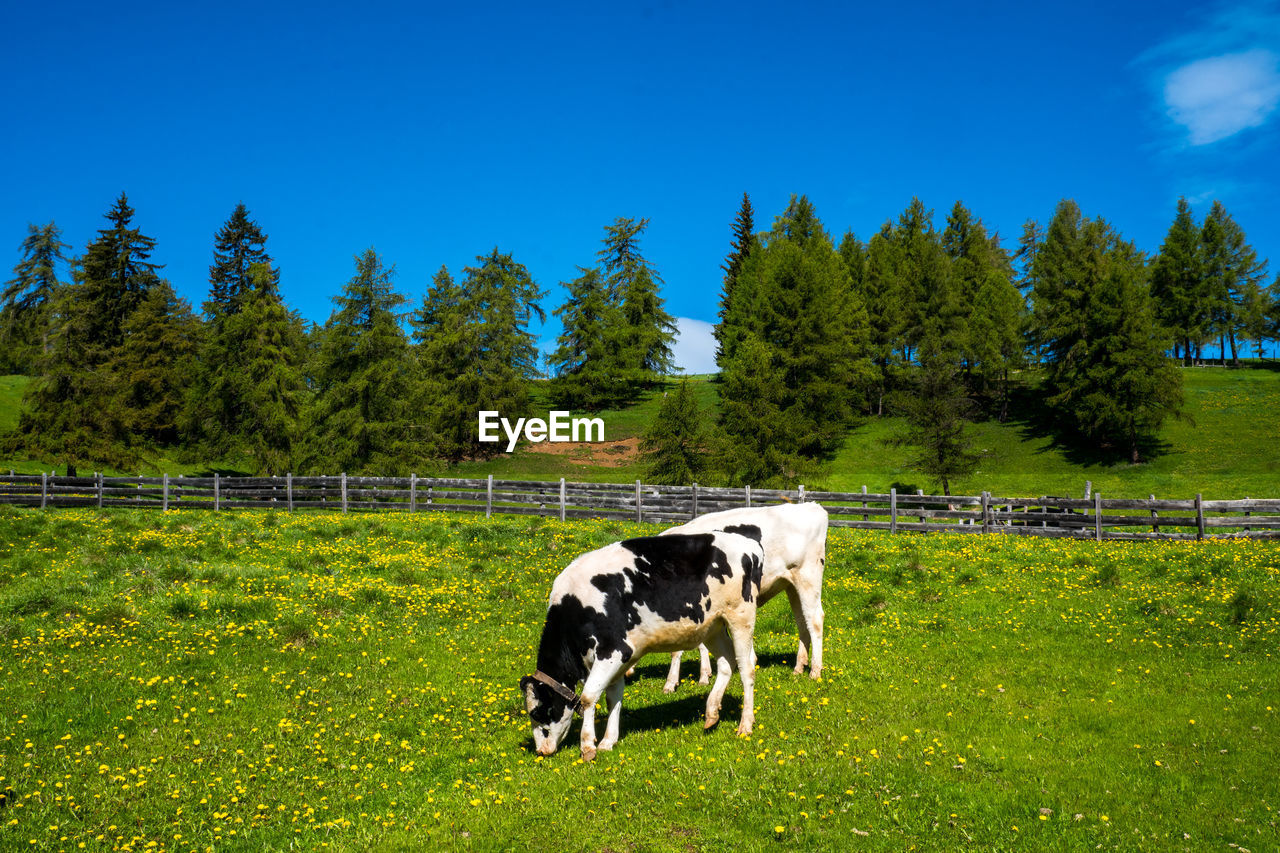 HORSE GRAZING IN FIELD