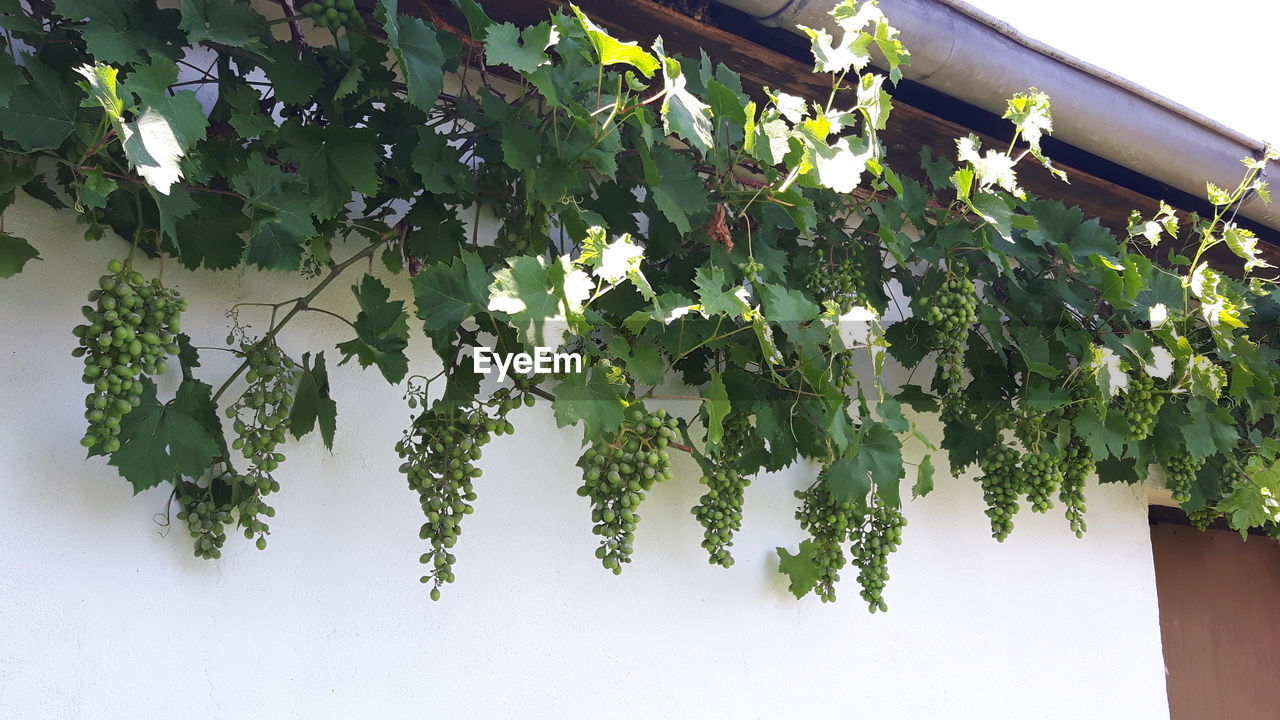 CLOSE-UP OF IVY GROWING ON PLANT