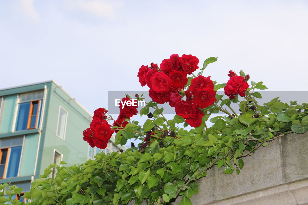 LOW ANGLE VIEW OF PINK FLOWERS ON TREE