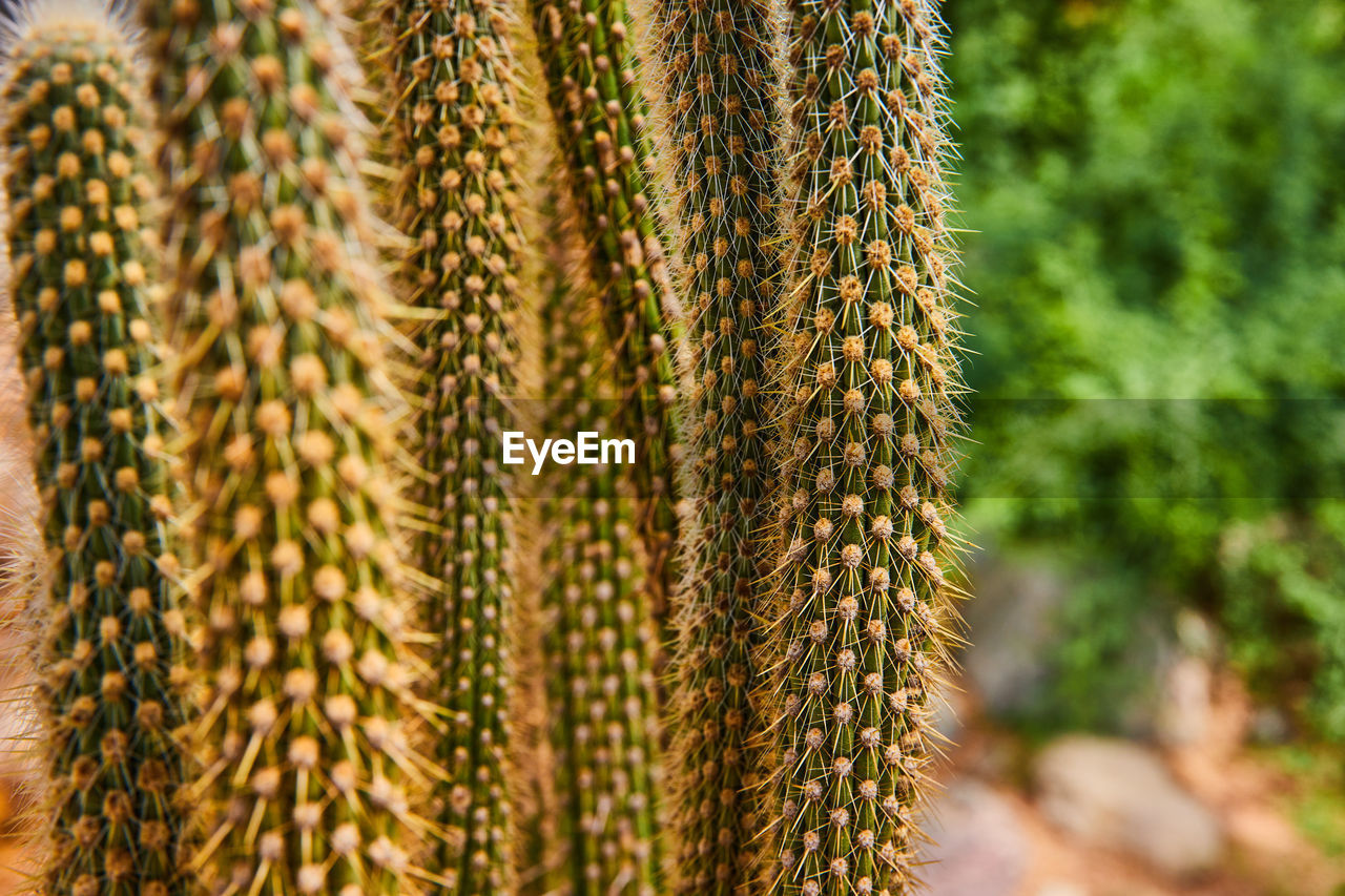 full frame shot of plant