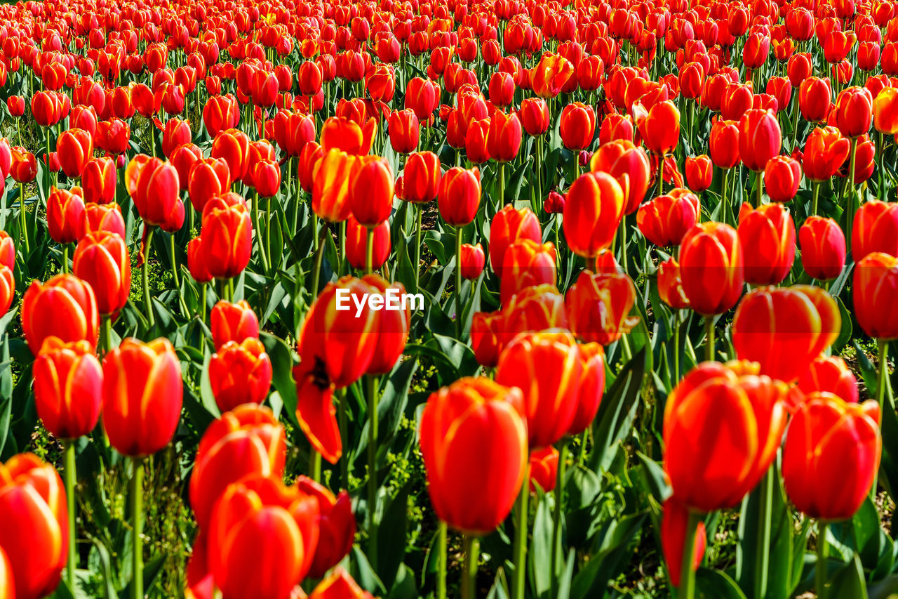 Close-up of red poppies blooming in field