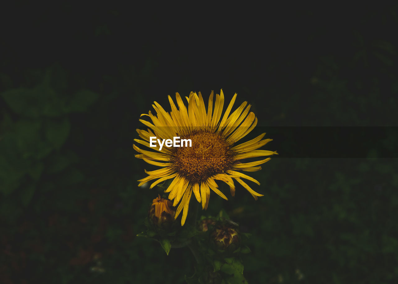 CLOSE-UP OF YELLOW DANDELION FLOWER