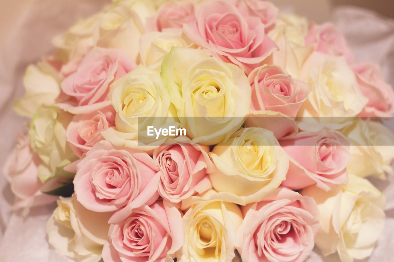 CLOSE-UP OF ROSES AGAINST PINK ROSE BOUQUET
