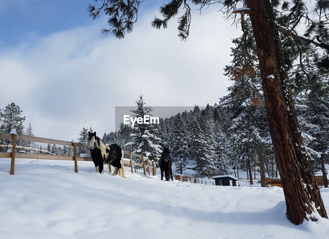 VIEW OF HORSE ON SNOWY FIELD