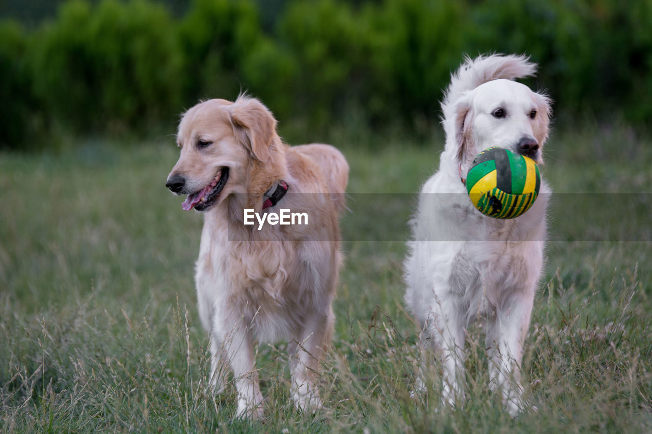 Dogs standing on grassy field