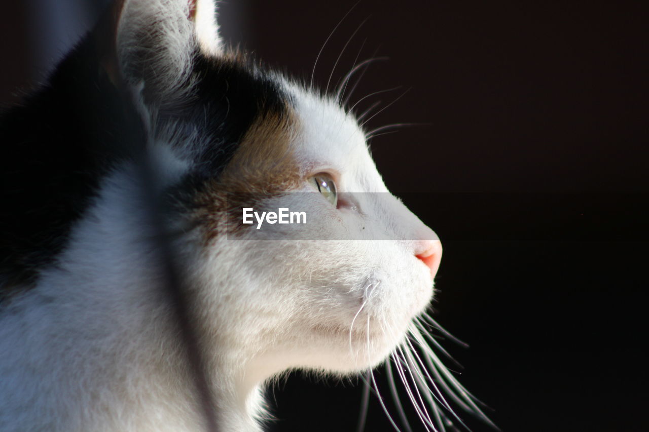 CLOSE-UP OF WHITE CAT LOOKING AWAY