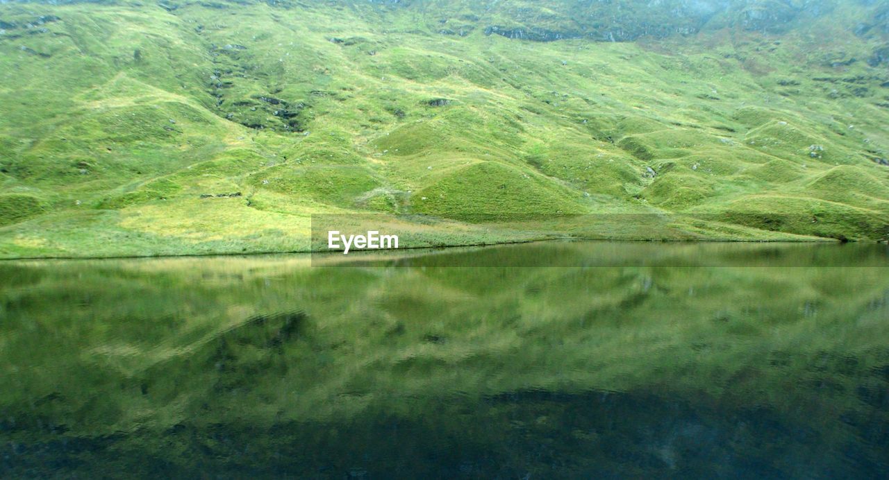 Reflection of trees in lake