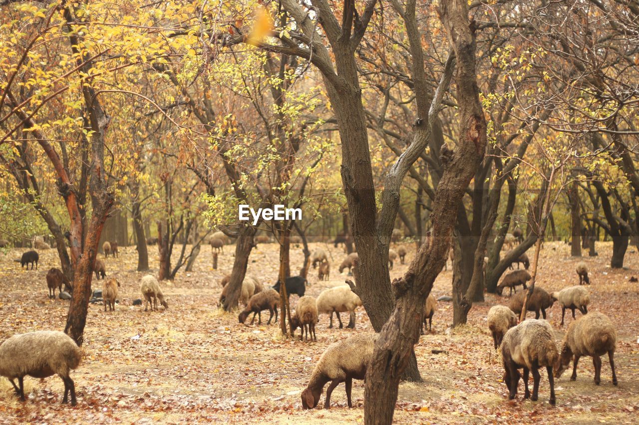 side view of deer in forest during autumn
