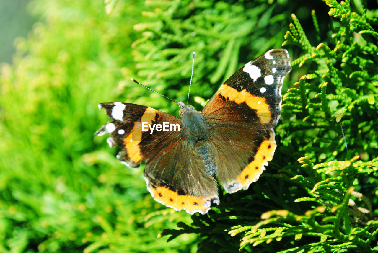 CLOSE-UP OF BUTTERFLY ON PLANT