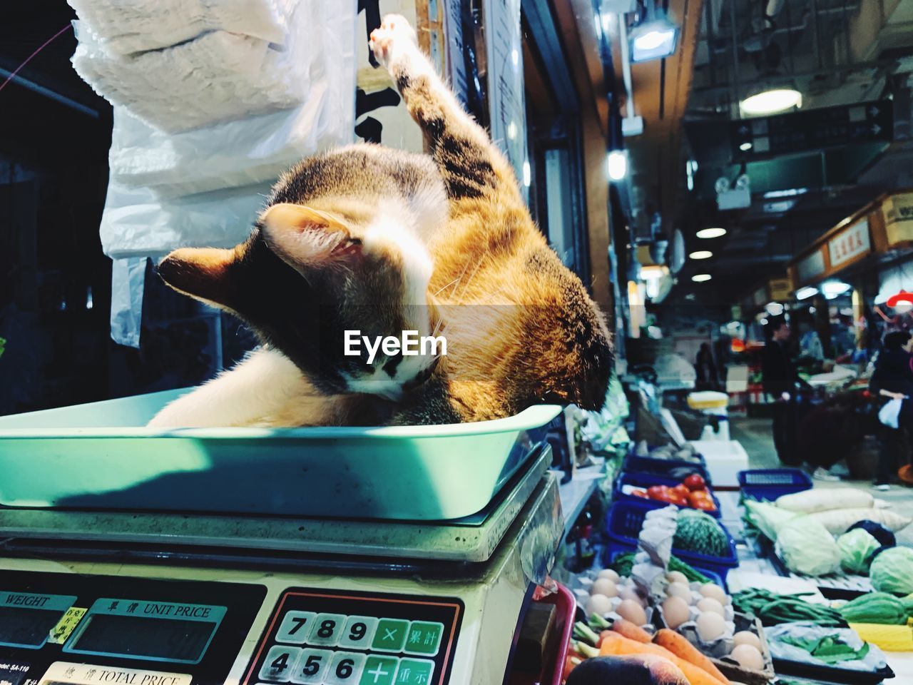 CAT IN A MARKET