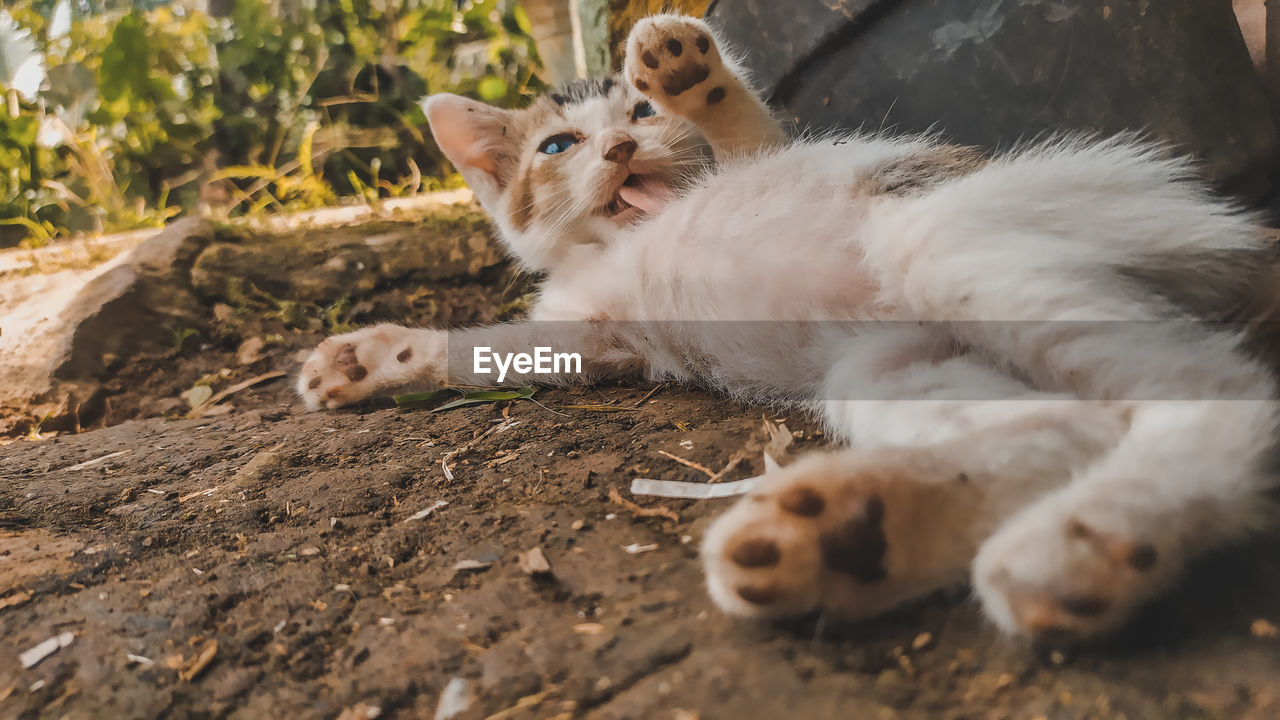 animal, animal themes, mammal, cat, pet, domestic animals, one animal, feline, domestic cat, kitten, small to medium-sized cats, felidae, no people, whiskers, relaxation, young animal, portrait, lying down, looking at camera, nature, cute, day, selective focus