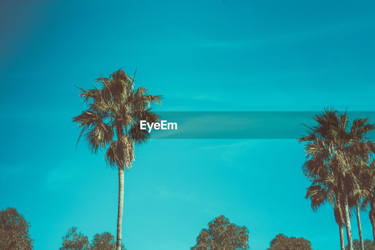 Low angle view of palm trees against blue sky