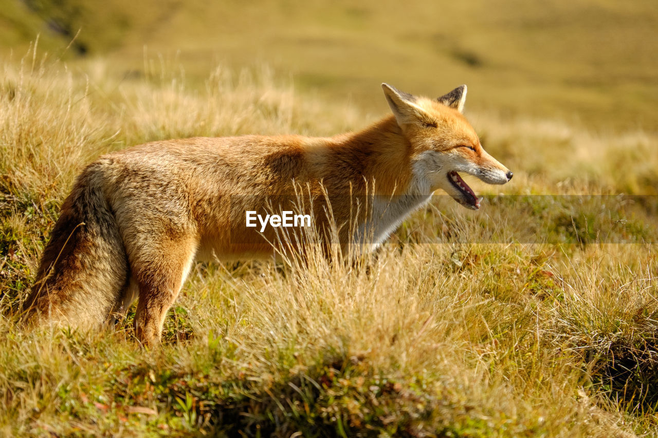 Fox standing on field