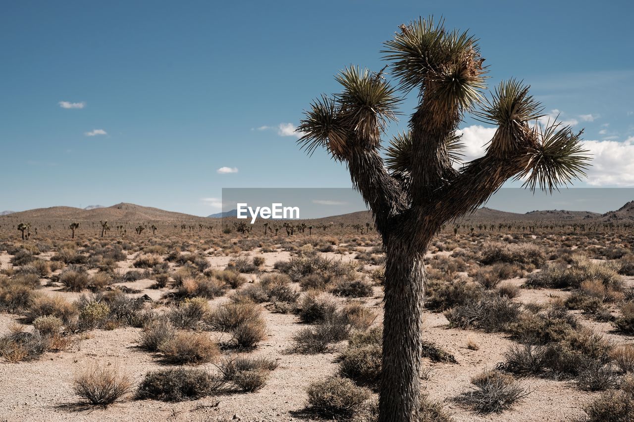 Scenic view of landscape against sky arid joshua tree cactus desert california nevada death valley 