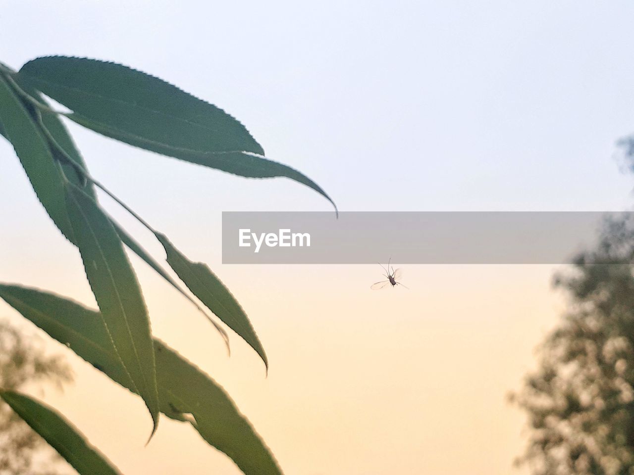 LOW ANGLE VIEW OF A BIRD FLYING