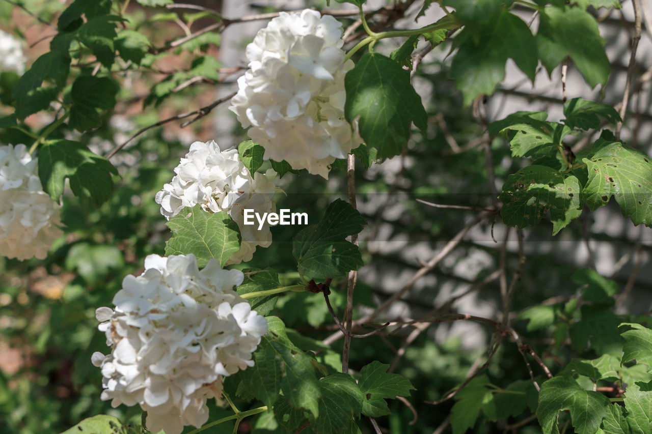 CLOSE-UP OF WHITE FLOWERS BLOOMING